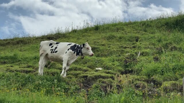 A serene black and white cow grazing on a green mountain pasture in Koenigsleiten, Austria