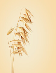 Obraz premium Dried oat plant close up isolated on beige background