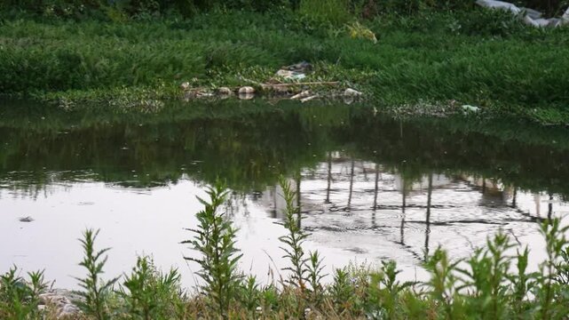 Bird Flying Low Over Small Calm Water Channel with Reflection Surrounded by Green Vegetation