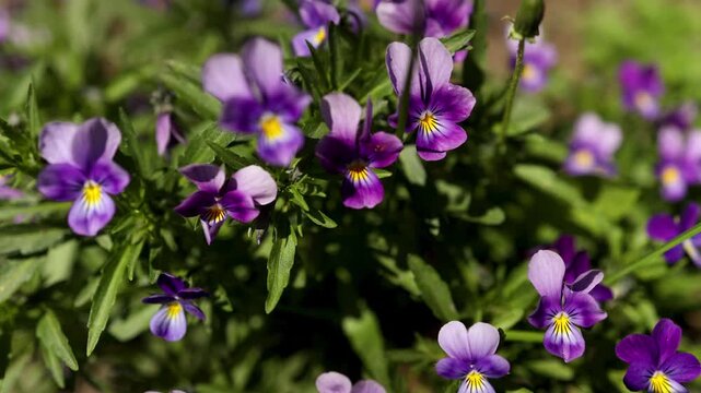 Purple pansy flower cluster in garden. Vibrant violet field blossom in summer light. Botanical nature close up showing floral bloom growth and seasonal flora