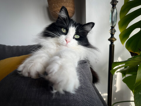 Gato blanco y negro descansando sobre el respaldo de un sof&aacute; en un hogar acogedor 