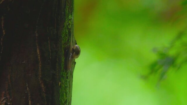 雨とカタツムリ