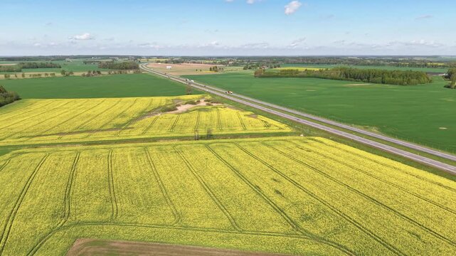 Drone video captures sweeping overhead view of colorful yellow and green crop fields divided by a country road under clear skies. Bright daylight, wide angle, rural tranquility, aerial footage.