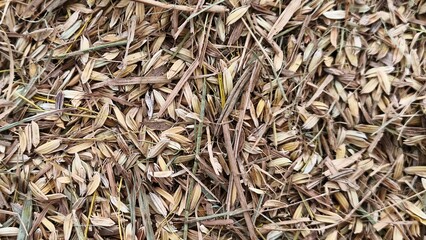 Obraz premium Close up of dry rice husk texture background (2)