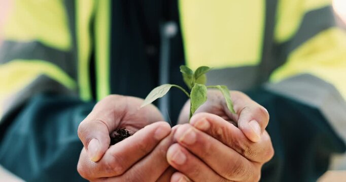 Growth, plant and hands of construction worker on site for sustainability, eco friendly or agro. Agriculture, man and civil engineer with green leaf in soil for spring, botany or hope outdoor.
