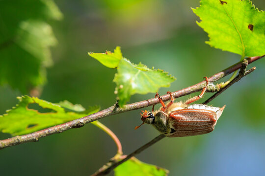 A common cockchafer, Melolontha melolontha, foraging in a tree