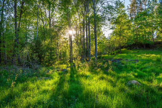 Spring green forest in Sweden during daytime