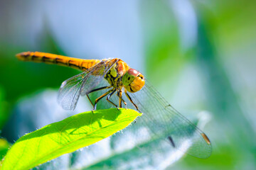 Common Darter Sympetrum striolatum female © Sander Meertins