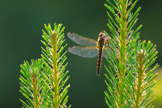 Libellula depressa, the broad-bodied chaser or broad-bodied darter female