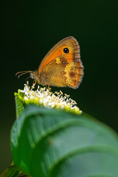 Gatekeeper butterfly, Pyronia tithonus, resting