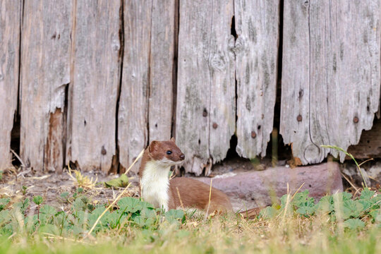 Stoat; mustela erminea; running hunting and jumping in grass