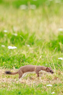 Stoat; mustela erminea; running hunting and jumping in grass