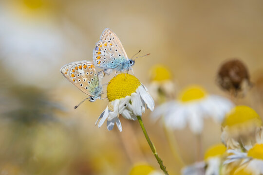 Common blue butterflies Polyommatus icarus couple mating