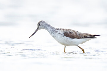 Common greenshank, Tringa nebularia, foraging in wetlands