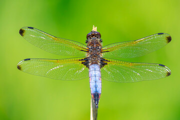 Scarce chaser, Libellula fulva, resting on vegetation © Sander Meertins