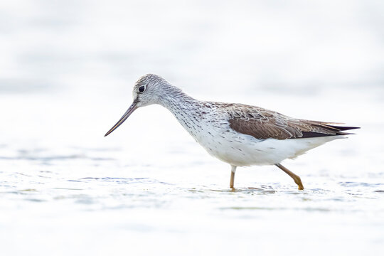Common greenshank, Tringa nebularia, foraging in wetlands