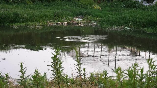 Bird Dipping into Water and Flying Away Creating Ripples and Splash in Small Water Channel