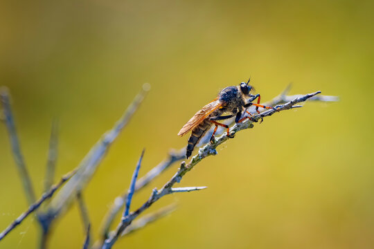 Detail closeup of a Pamponerus germanicus, robber fly insect