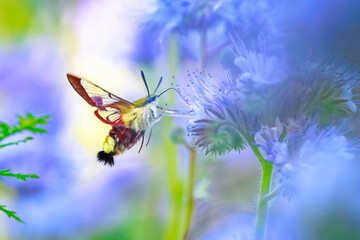 Broad-bordered bee hawk-moth Hemaris fuciformis, feeding on purple flowers © Sander Meertins