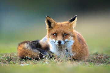 Naklejka premium Wild red fox, vulpes vulpes, foraging in a meadow
