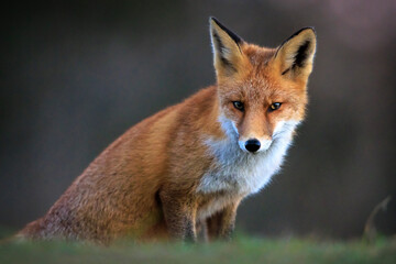 Naklejka premium Wild red fox, vulpes vulpes, foraging in a meadow