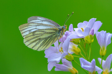 Green-veined white butterfly, Pieris napi,  feeding on cuckooflowers © Sander Meertins
