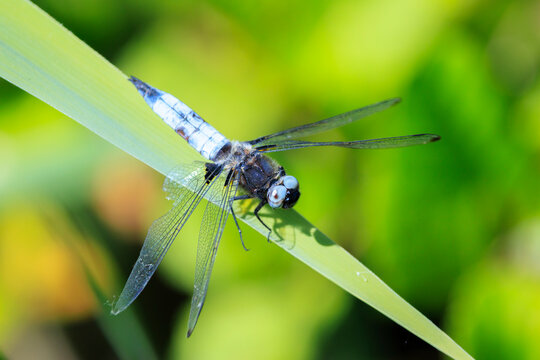 Scarce chaser blue colored male, Libellula fulva, resting on vegetation