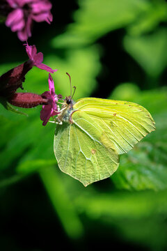 Common brimstone butterfly gonepteryx rhamni, on Buddleja