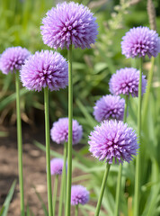 Obraz premium Allium