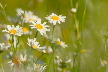 Fototapeta premium Oxeye daisies in a summer meadow