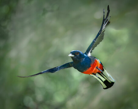Surucua ave de selva volando