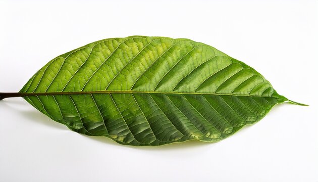 Cacao Tree Long Leaves On White
