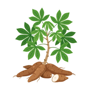 Flat vector illustration of cassava roots with green leaves  traditional staple food agriculture concept