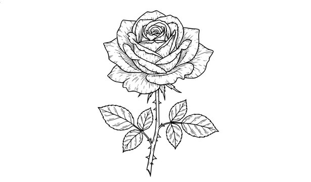 Botanical Rose Flower Outline Sketch Vector Illustration