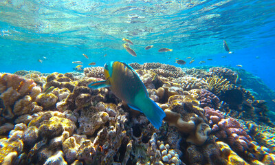 Obraz premium reef, fish and jellyfish