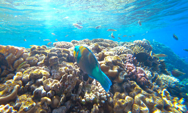 reef, fish and jellyfish