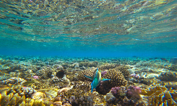 reef, fish and jellyfish