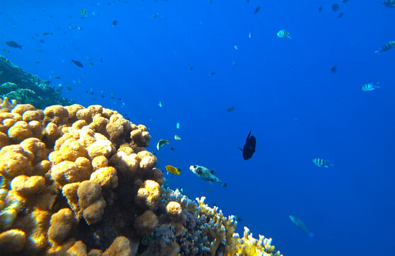 beautiful coral reef and fish