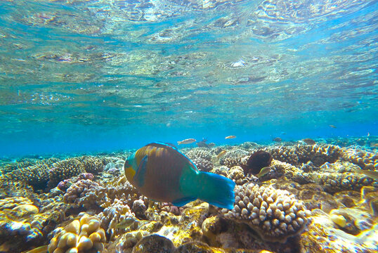 reef, fish and jellyfish