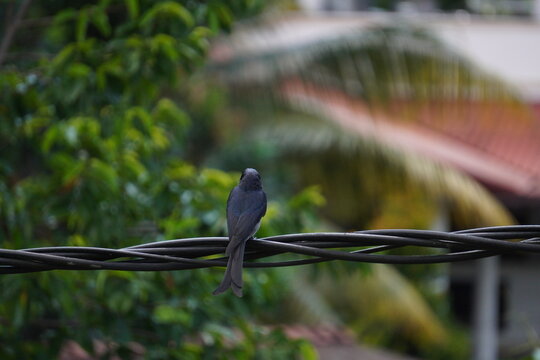 Black Drongo Bird Perched on a Power Cable Against a Lush Garden Background