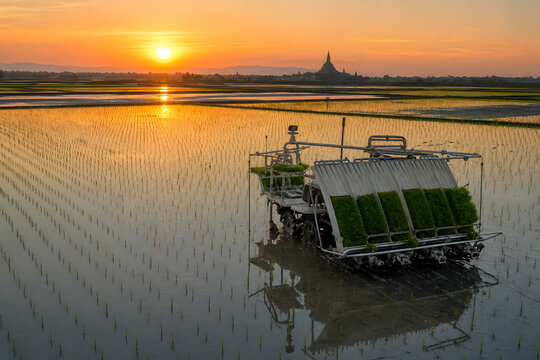 Golden hour rice paddy with autonomous transplanter