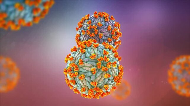 Zika virus with attached antibodies, 3D animation showing flavivirus particles bound by neutralising immunoglobulins, illustrating antiviral immune response.