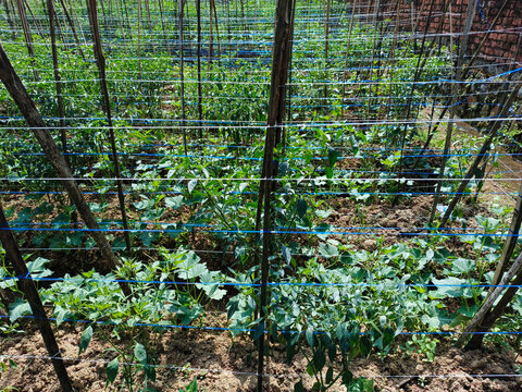 Intercropping Chili and Cucumber Plants with Bamboo Trellis Support