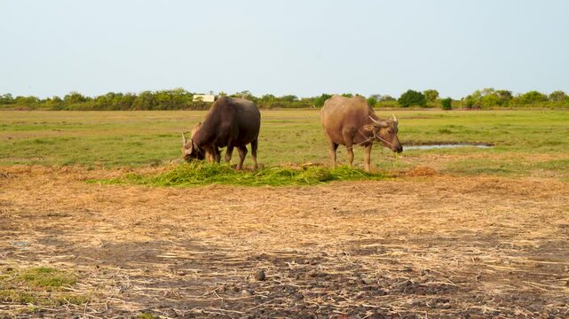 Two buffalo grazing in a dry field with trees in background