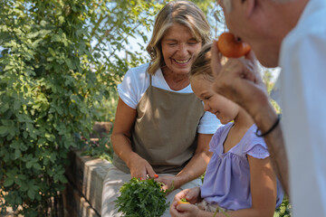 Obraz premium Grandparents and grandchild enjoying harvest in garden
