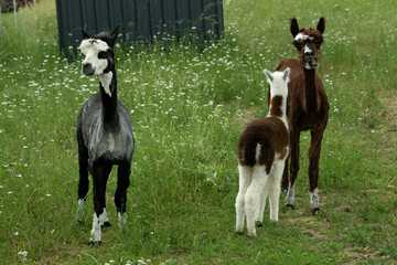 Obraz premium alpaka tier natur lama familie