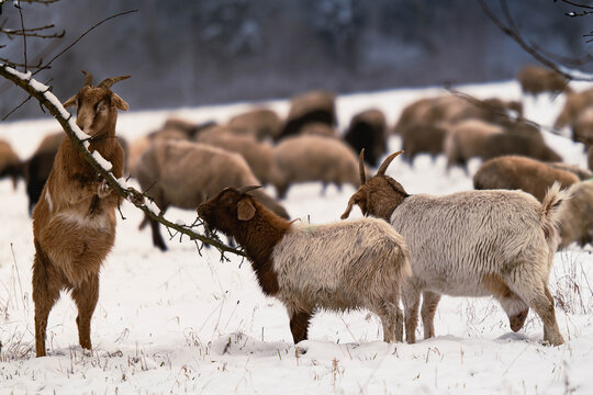 Schafe und Ziegen im Schnee. 5