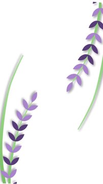 purple lavender flower on white background