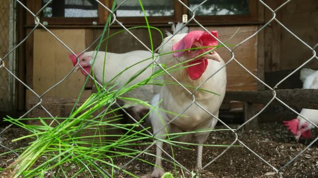 White free-range chickens pecking grass through the chain link fence. Organic chicken poultry in the village. Summer, rural scene.