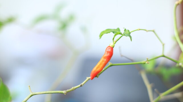 A ripe, yellowish-red chili pepper attached to its stem.